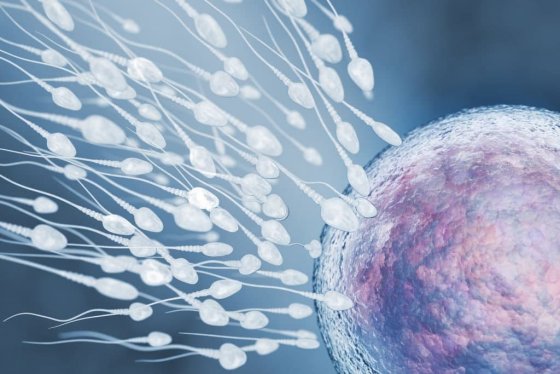 Спермограмма и криоконсервация